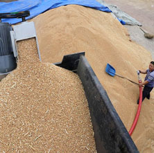 Paddy Rice Conveying Site