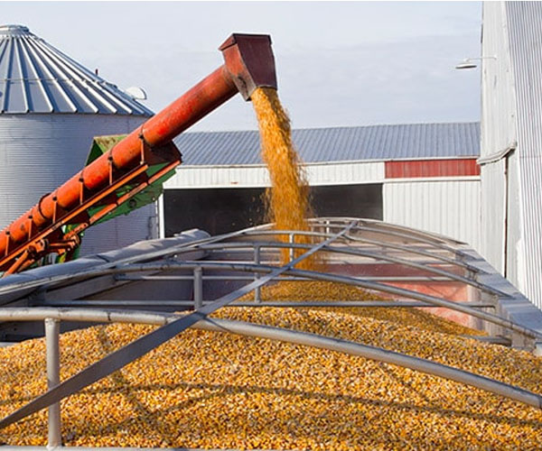 Screw Conveyor corn conveying 20 tons per hour